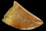 Serrated, Carcharodontosaurus Tooth - Real Dinosaur Tooth #127162-1